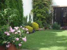 FUMIGACION DE HORMIGAS DF